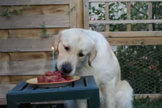 SAM 1 ans 0150007.jpg